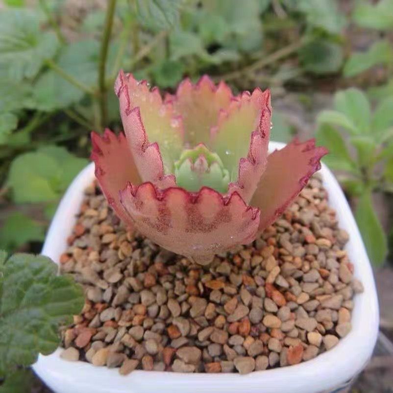 精品多肉植物【蕾丝公主】办公室阳台绿植花卉吸甲醛防辐射盆栽