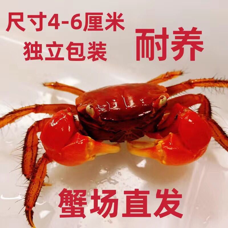 精品相手蟹生态养殖易饲养观赏蟹小螃蟹淡水观赏小宠物迷你蟹乌龟 图片 8