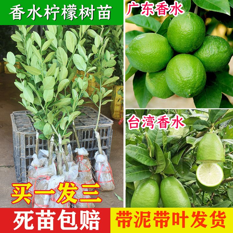 柠檬树苗嫁接广东四季无核籽香水柠檬苗青柠檬台湾食用奶茶店带土