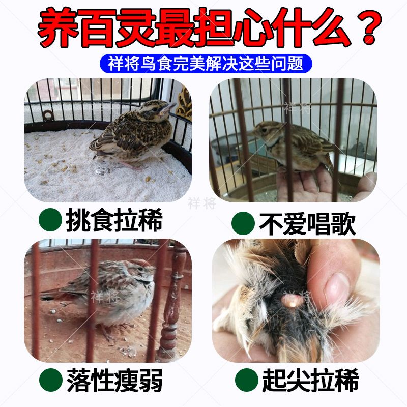 百灵鸟食饲料【不吃包退】百灵鸟专用饲料提性催鸣高档纯手工鸟食 图片 7