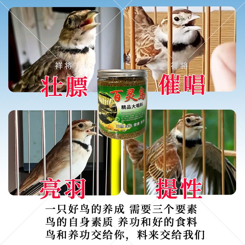 百灵鸟食饲料【不吃包退】百灵鸟专用饲料提性催鸣高档纯手工鸟食 图片 5