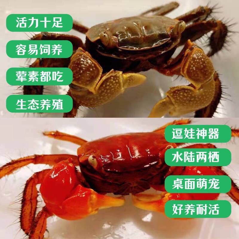 相守蟹批发观赏螃蟹特大螃蟹批发鲜活摆地摊小宠物相手蟹活的 图片 9
