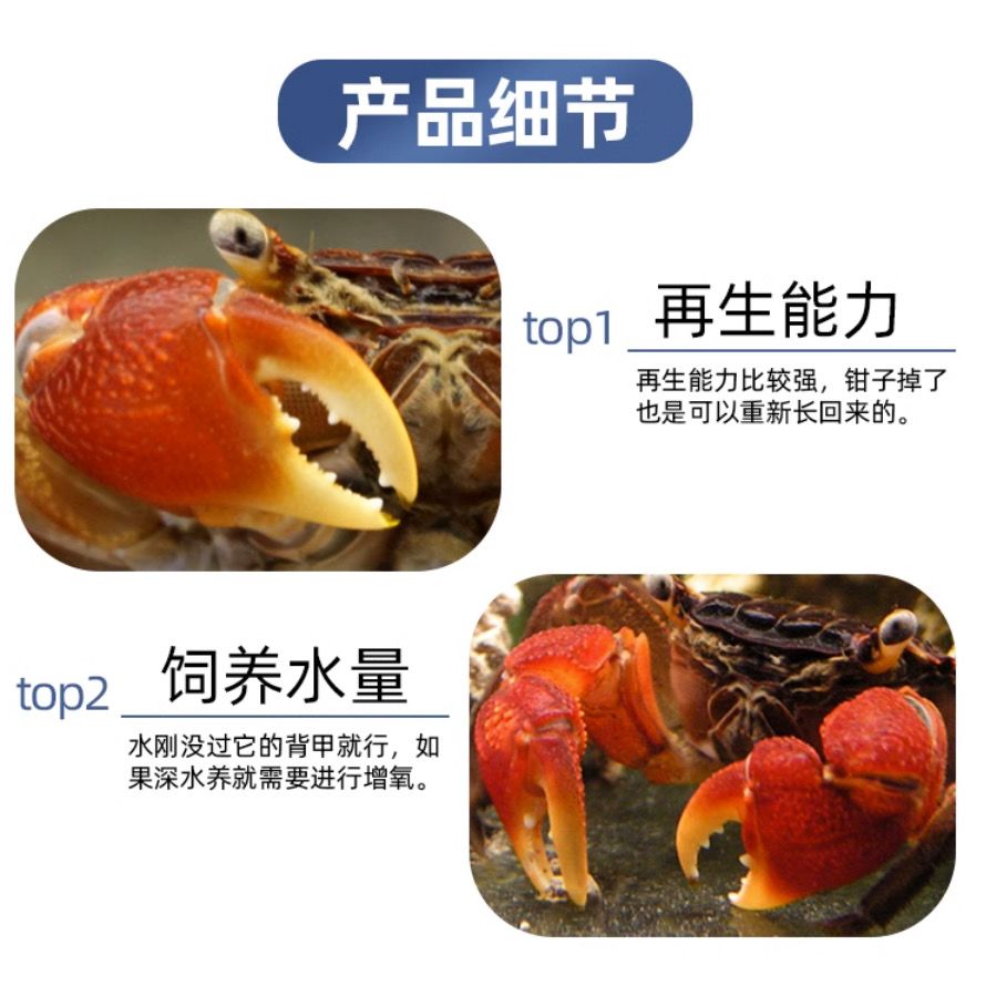 相守蟹批发观赏螃蟹特大螃蟹批发鲜活摆地摊小宠物相手蟹活的 图片 8
