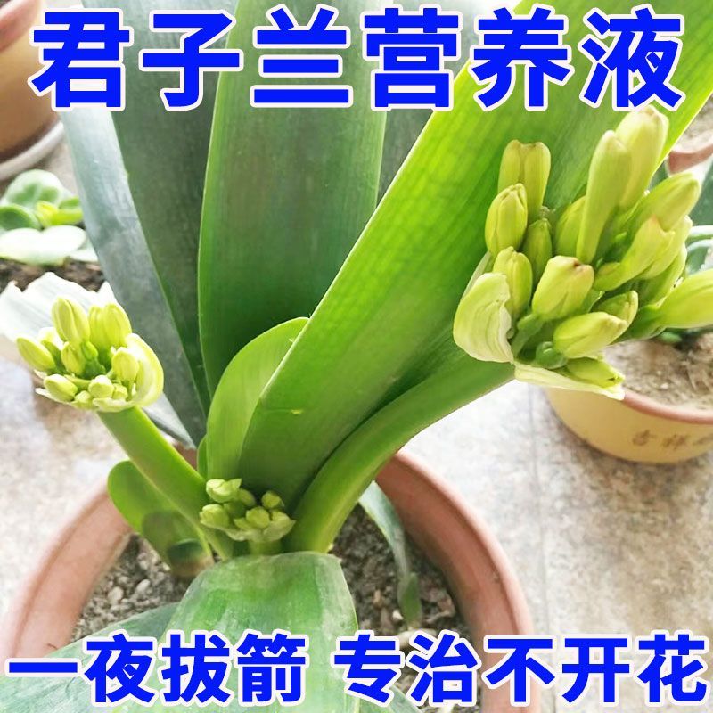 【月月开花】君子兰专用营养液快速开花延花期促箭剂防黄叶不对称