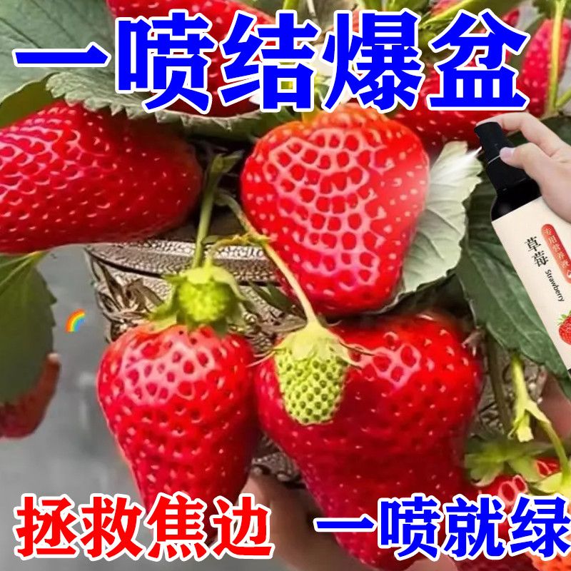 红又大】草莓专用肥生根壮苗促长结果防黄叶烂果营养液家用新型肥