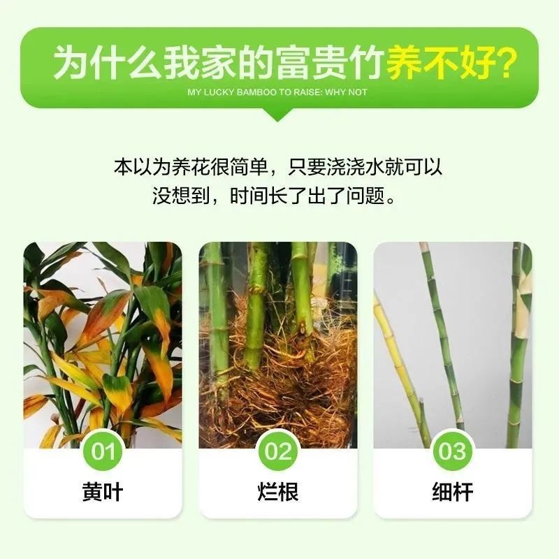 富贵竹专用营养液幸福树专用肥发财竹水培植物观音竹盆栽养花肥料