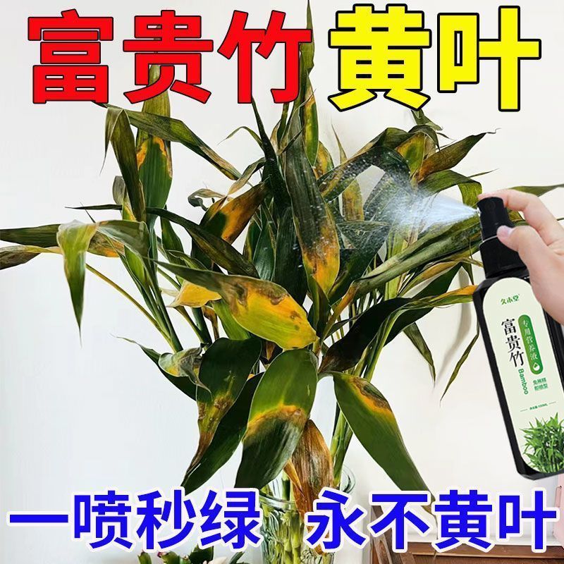 富贵竹专用营养液发财观音竹水培植物铜钱草绿通用盆栽养花肥料