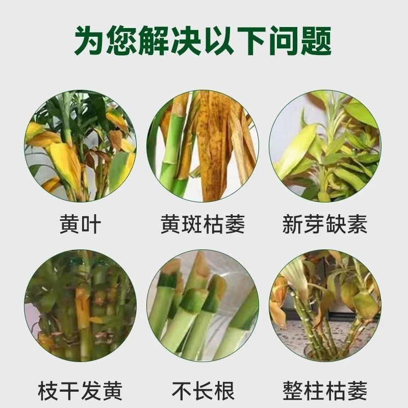 【急救】富贵竹营养液专治黄叶烂根一喷绿水培植物通用新型肥料