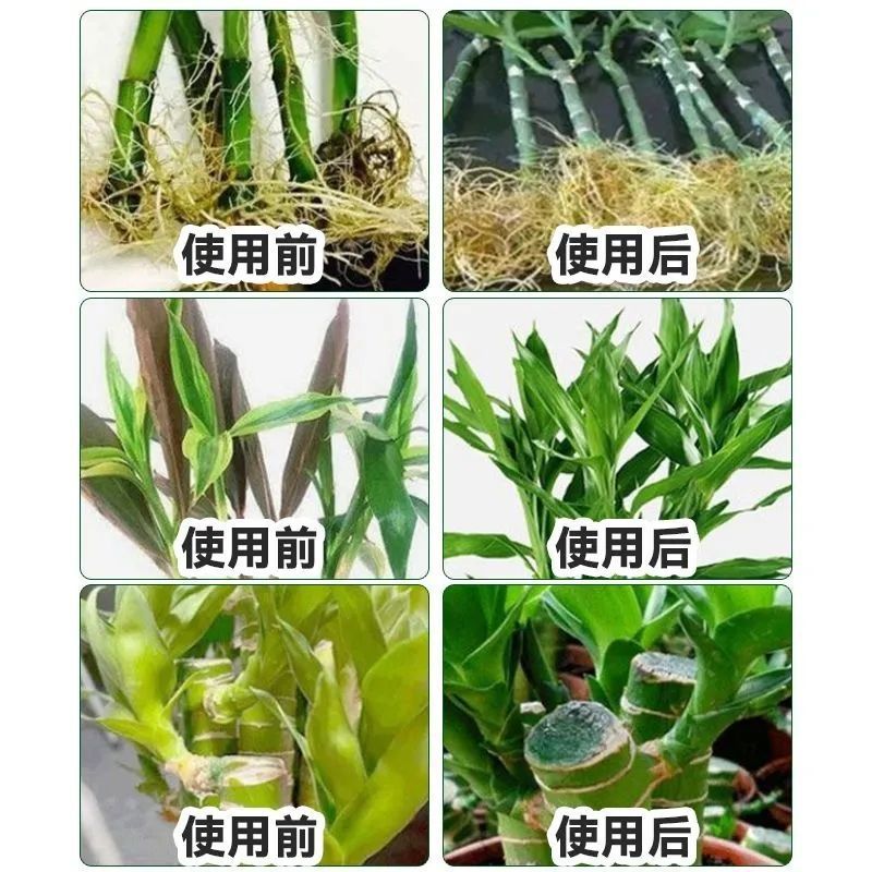 富贵竹专用营养液幸福树专用肥发财竹水培植物观音竹盆栽养花肥料