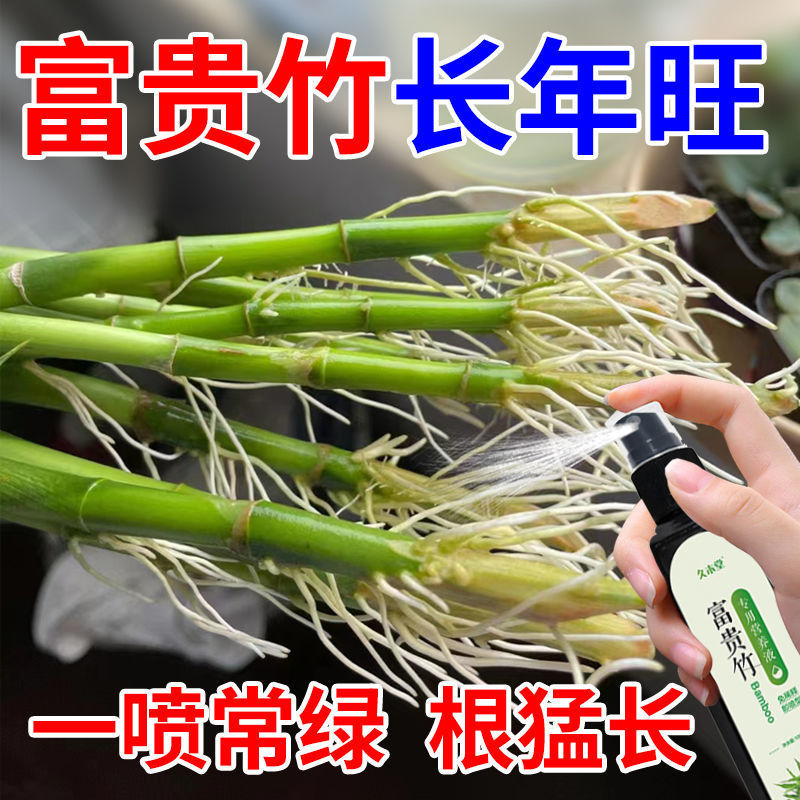 【急救】富贵竹营养液专治黄叶烂根一喷绿水培植物通用新型肥料