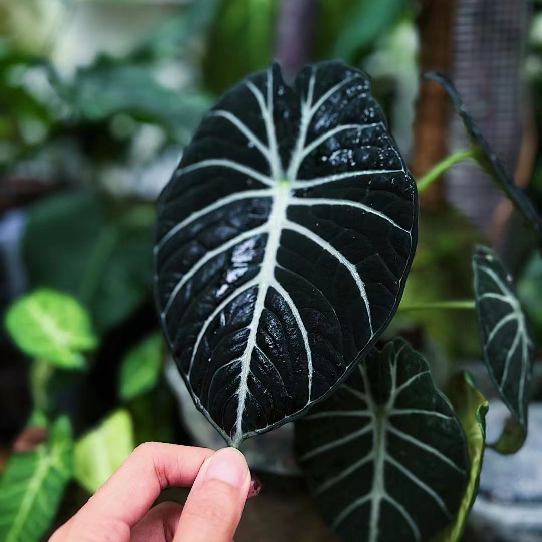 Alocasia