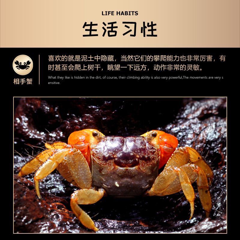 相守蟹批发观赏螃蟹特大螃蟹批发鲜活摆地摊小宠物相手蟹活的 图片 4