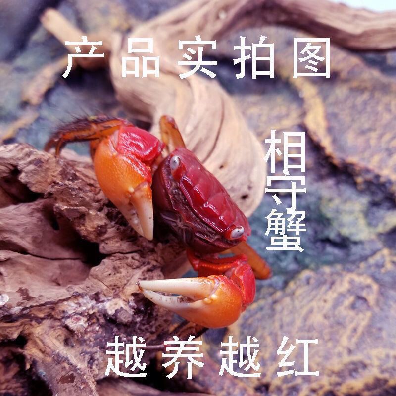 相守蟹批发观赏螃蟹特大螃蟹批发鲜活摆地摊小宠物相手蟹活的 图片 5