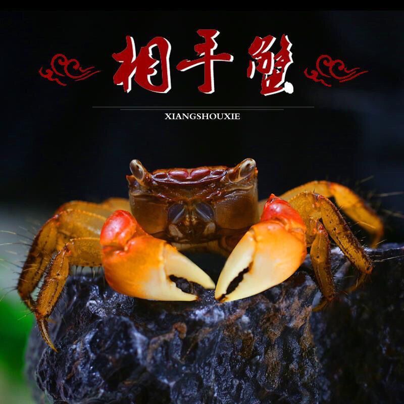 相守蟹批发观赏螃蟹特大螃蟹批发鲜活摆地摊小宠物相手蟹活的 图片 6