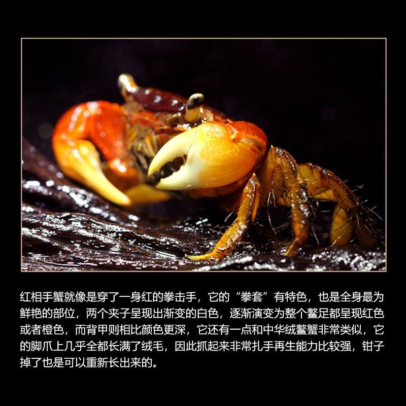 相守蟹批发观赏螃蟹特大螃蟹批发鲜活摆地摊小宠物相手蟹活的 图片 3