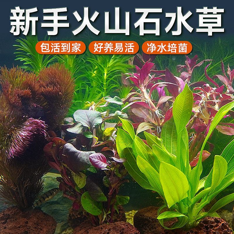 火山石水草懒人组合套餐新手好养懒人水培植物无需底沙造景一整套