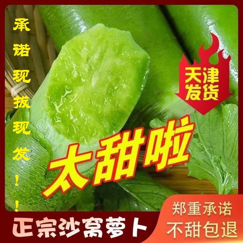 天津正宗沙窝萝卜水果萝卜型新鲜蔬菜翠绿脆甜非