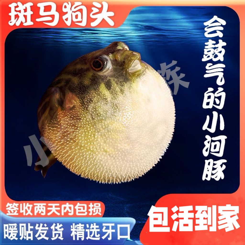 无毒河豚食用凶猛淡水鱼恐怖鱼小海豚活鱼头上皇冠狗头毛毛狗头鱼