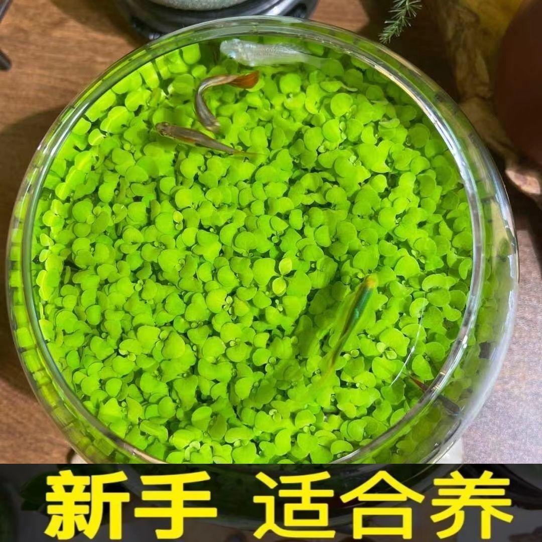 水草泥鱼缸水草种子懒人造景摆件桌面微景缸鱼缸小型家用水泥水草