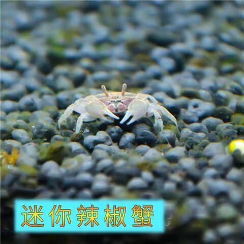 呆萌迷你辣椒蟹 宠物观赏蟹 自来水可养 不挑环境 鱼缸除藻清洁蟹 图片 5