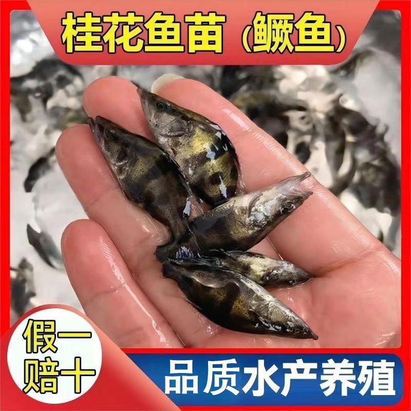 鳜鱼苗 桂花鱼 翘嘴鳜 桂鱼