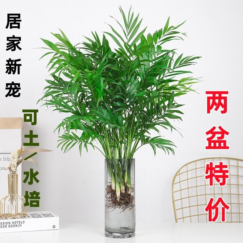 袖珍椰子水培植物盆栽凤尾竹富贵椰子客厅办公室桌面好养绿植花卉