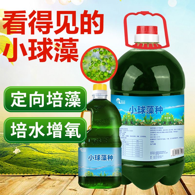 浓缩小球藻藻种