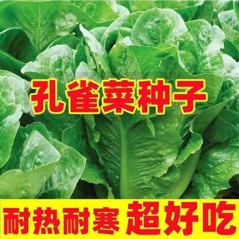 孔雀菜种子生菜种籽苗秧四季青菜沙拉菜种孑菜苗盆栽春季菜籽大全