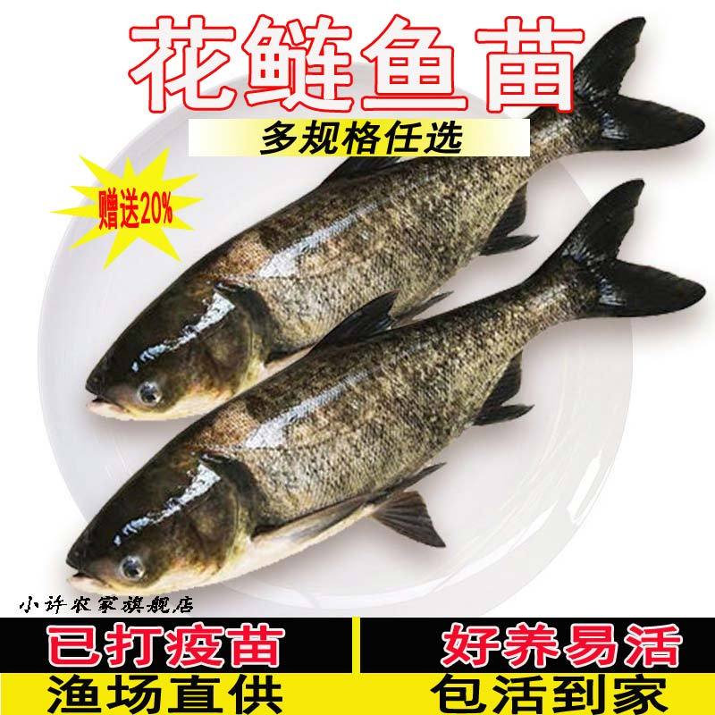 12尾/斤规格花鲢鱼苗 鳙鱼胖头鱼淡水养殖食用鱼苗