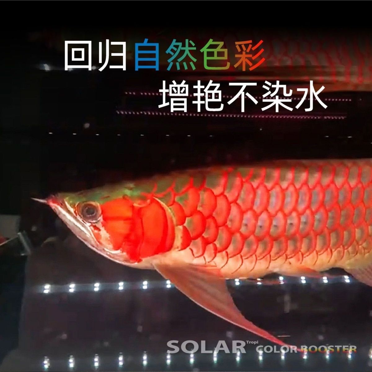 官方正品尼奥鱼缸灯二代ST雷龙灯RGB三基色led吉罗金鱼增艳潜水灯