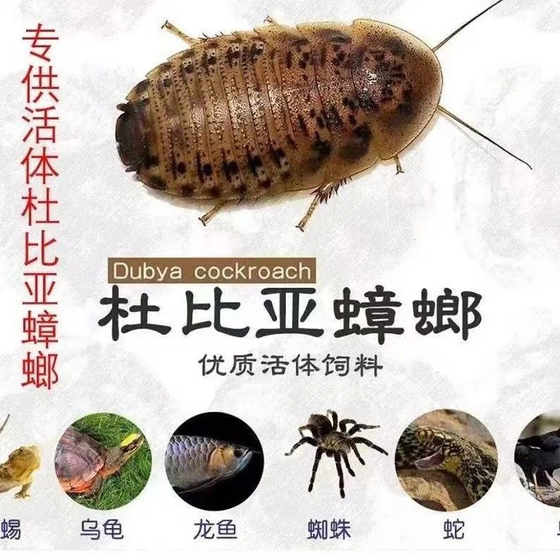 杜比亚蟑螂活体龙鱼饲料豹纹守宫蜥蜴饲料乌龟观赏鸟饲料