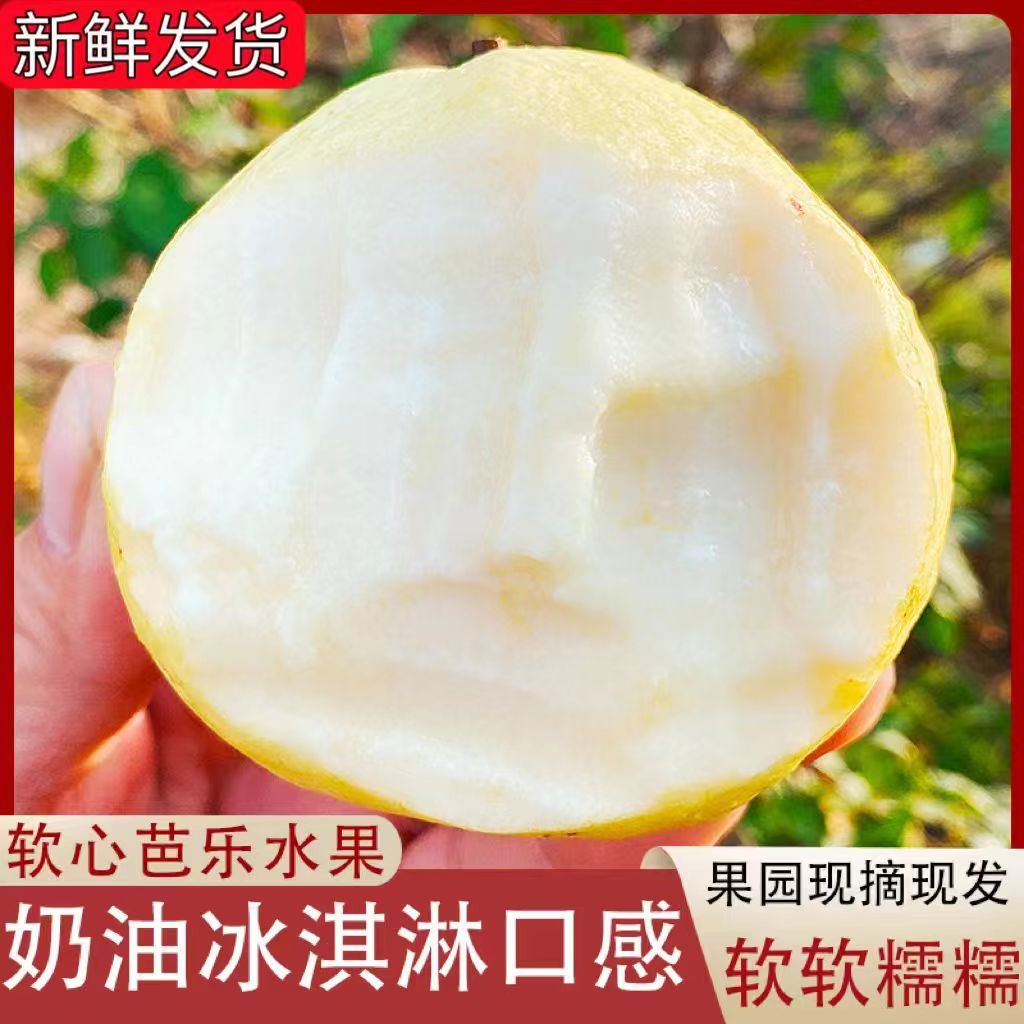 广西心软白心芭乐番石榴软心香甜红心应季当季新鲜水果白软鸡屎果