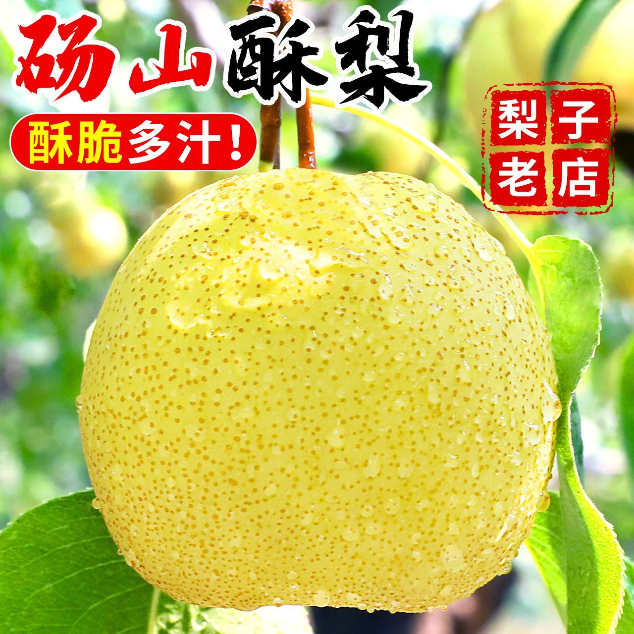 砀山酥梨5斤 14.9元 - 美泡泡