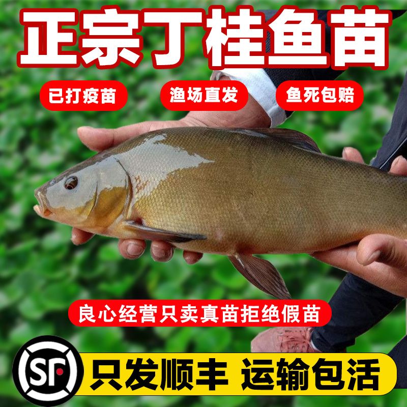 6公分丁桂鱼苗 欧洲丁鱥淡水养殖食用鱼苗