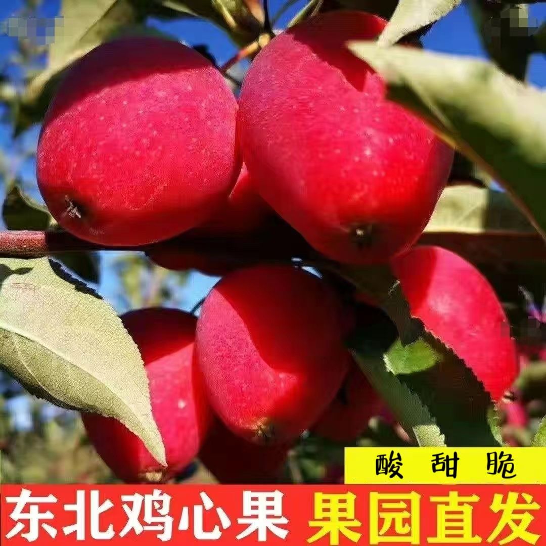 冰糖鸡心果带箱5斤 19.9元 - 线报酷