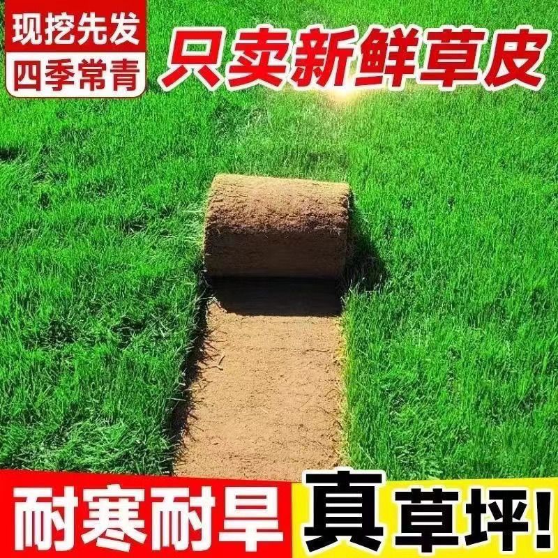 真草坪带泥土别墅花园绿化青果岭草台湾草马尼拉草草皮庭院绿色 图片 7