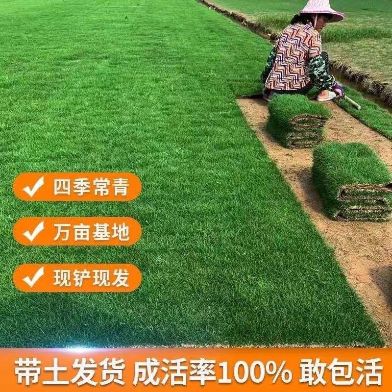 真草坪带泥土别墅花园绿化青果岭草台湾草马尼拉草草皮庭院绿色 图片 9