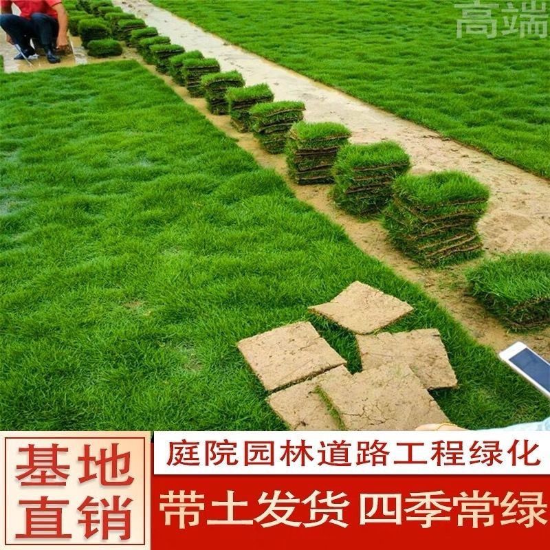 真草坪带泥土别墅花园绿化青果岭草台湾草马尼拉草草皮庭院绿色 图片 4