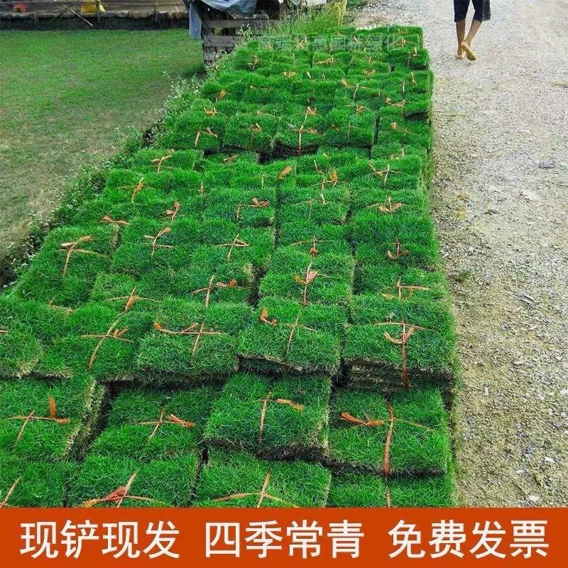 真草坪带泥土别墅花园绿化青果岭草台湾草马尼拉草草皮庭院绿色 图片 3