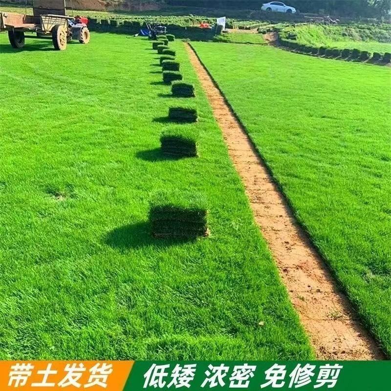 真草坪带泥土别墅花园绿化青果岭草台湾草马尼拉草草皮庭院绿色 图片 5