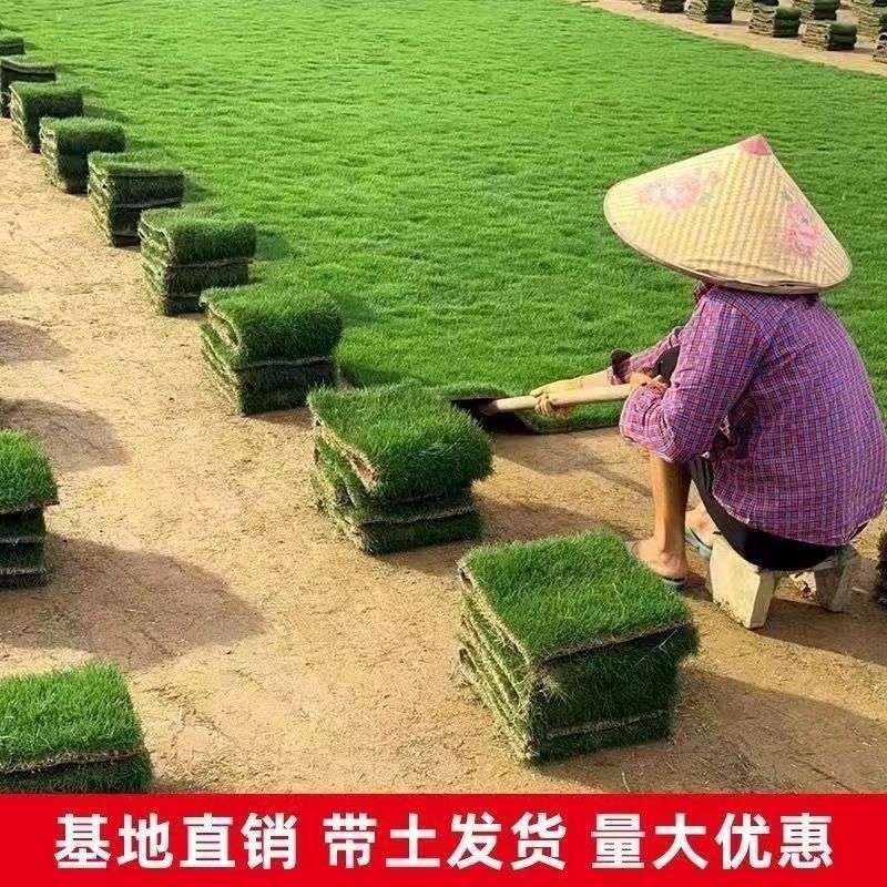 真草坪带泥土别墅花园绿化青果岭草台湾草马尼拉草草皮庭院绿色 图片 2