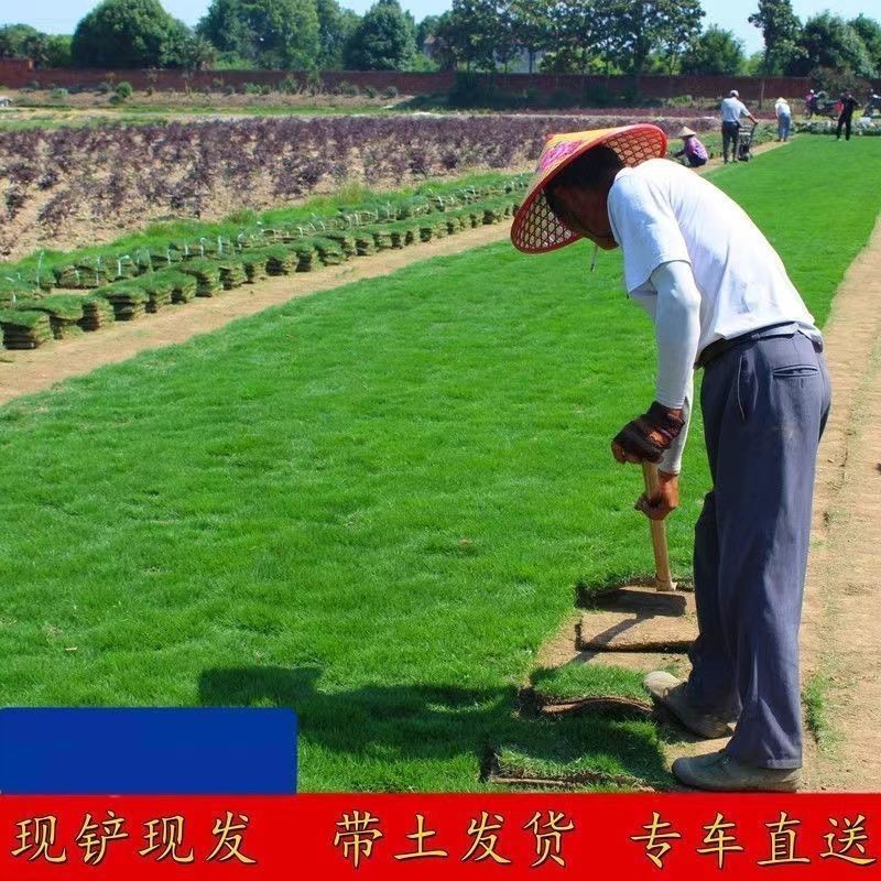 真草坪带泥土别墅花园绿化青果岭草台湾草马尼拉草草皮庭院绿色 图片 6