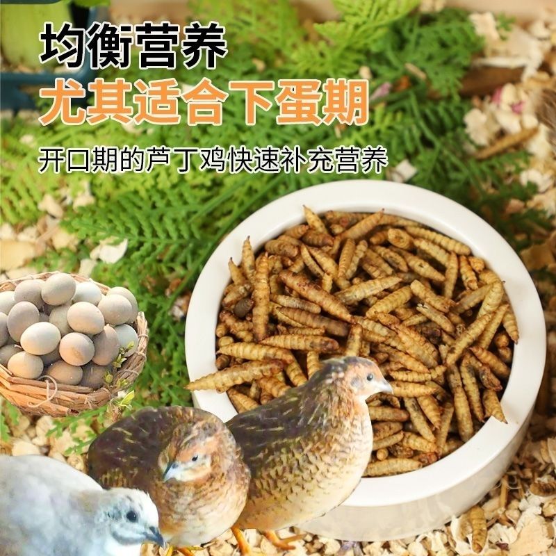 厂家直销饲虫干饲料鸡鸭鱼鸟龟鹌鹑等通用营养高蛋白高钙