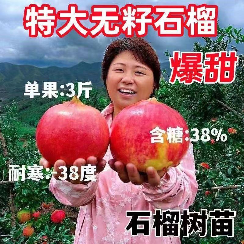 果树苗新款软籽石榴树苗大果纯甜石榴红宝石无籽石榴盆栽地栽果树