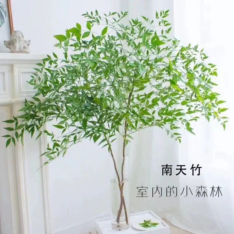 南天竹水培 北欧风ins吊钟马醉木平替绿植绿天竺房间茶桌好养植物