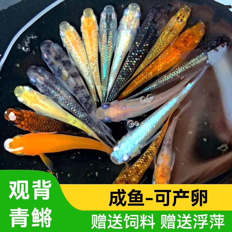 观背青鳉鱼苗小型观赏鱼活体