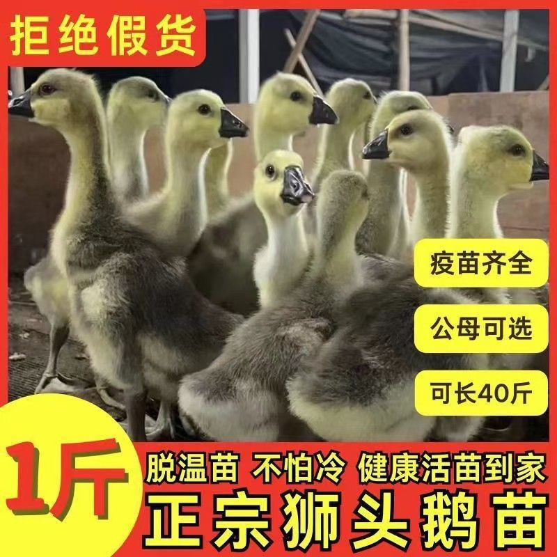 脱温鹅苗狮头鹅巨型种鹅
