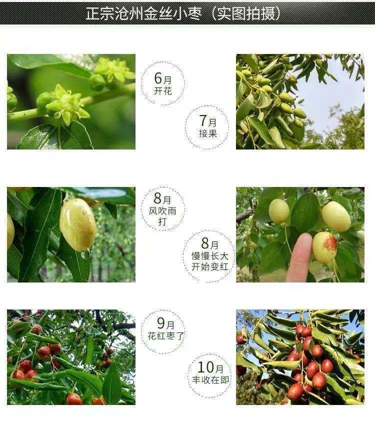 净重发货新货沧州金丝小枣农家自产枣子红枣粽子煲汤煮粥零食批发