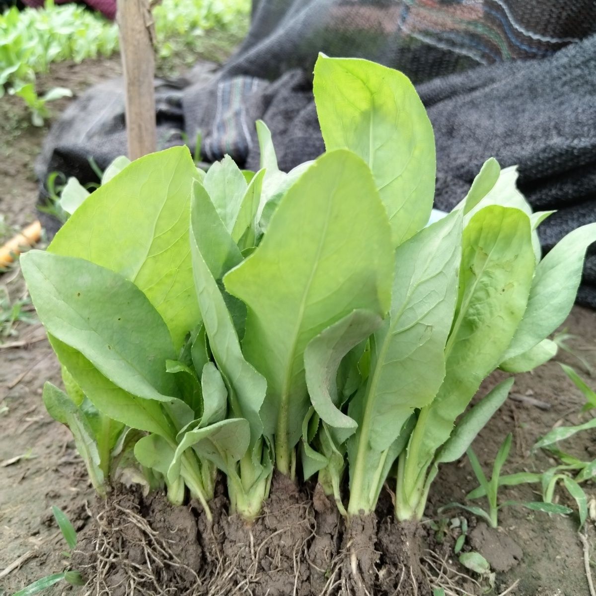 广东甜麦菜苗深圳圆叶尾苗肥厚宽大叶苗甜麦菜苗新鲜现拔带泥发货