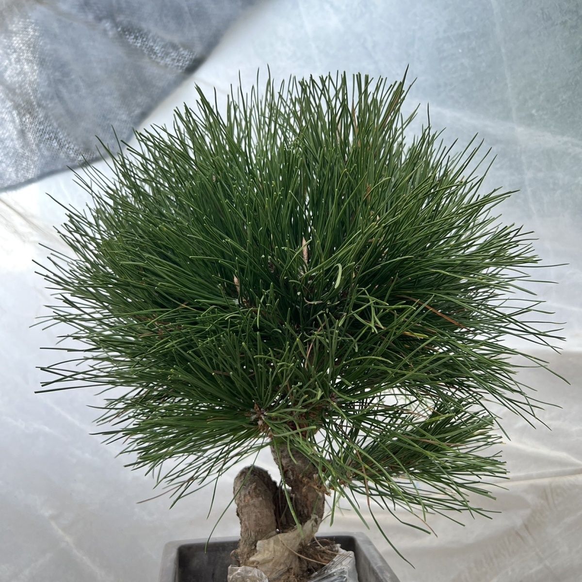 清仓黑松盆景盆栽造型四季常青老桩庭院绿植